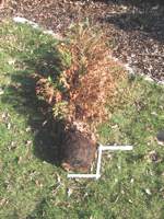 Gutachter Gutachten Gartenbau