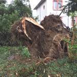 Gutachter Dr Rolf Schepp